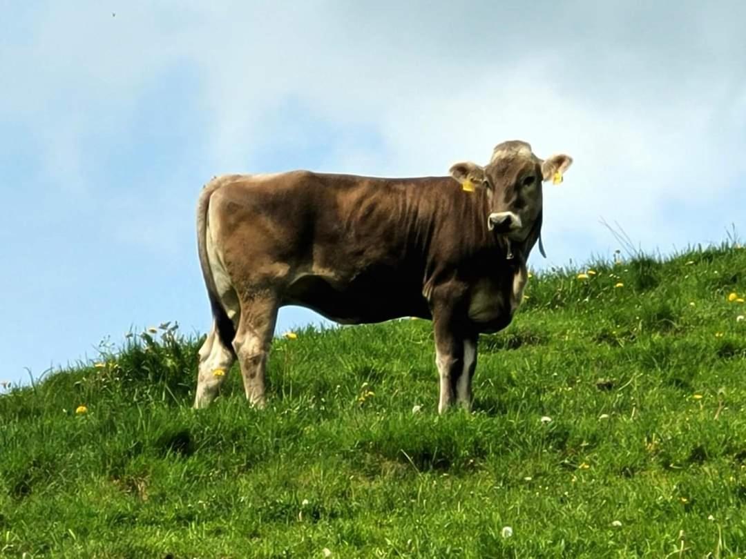 Ertner Fussen